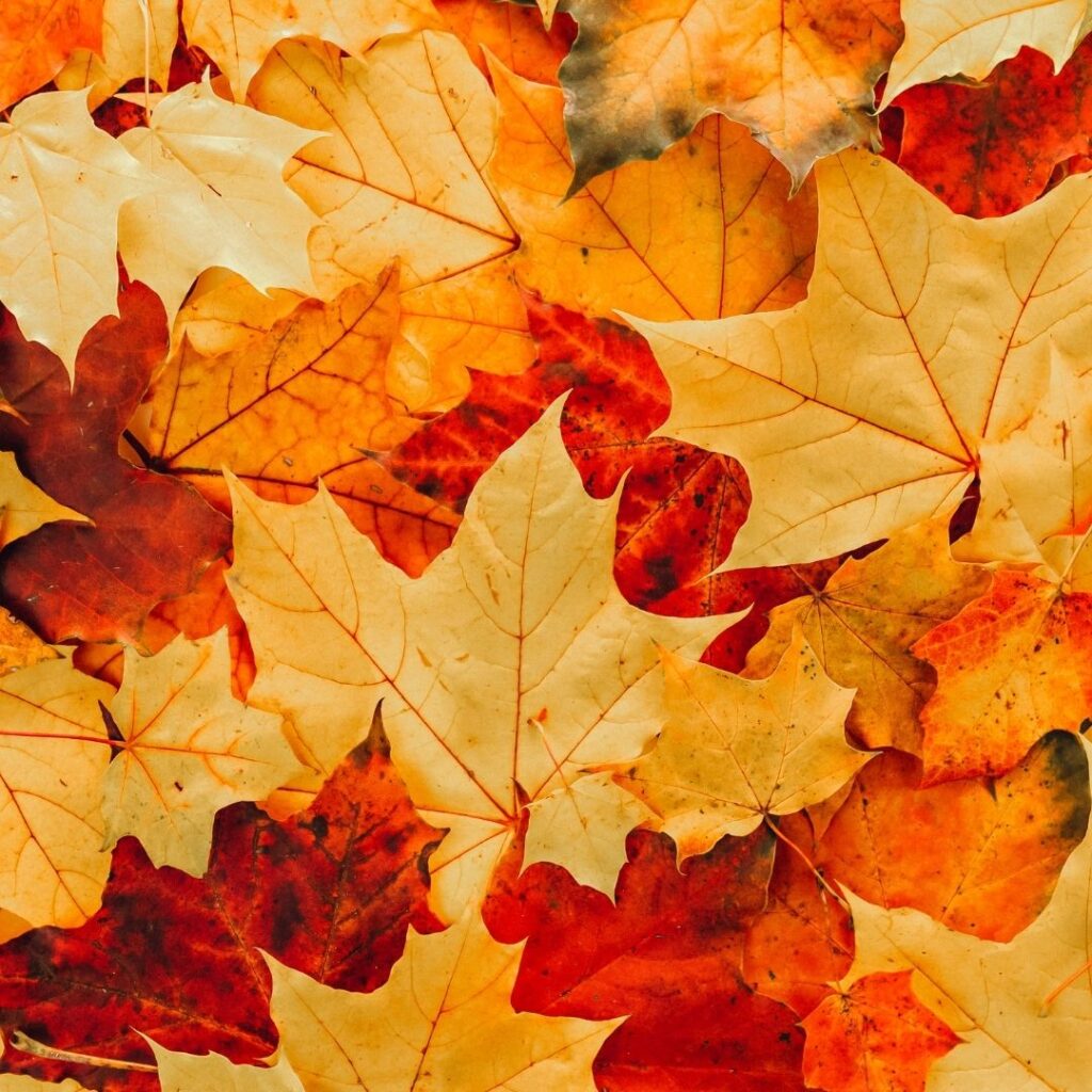 Herbst